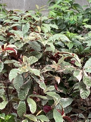 Excoecaria cochinchinensis