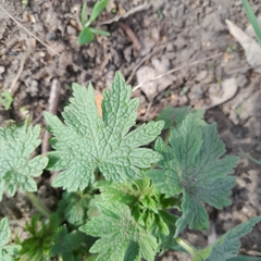 Leonurus quinquelobatus