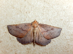 Mnesampela comarcha