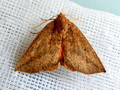 Mnesampela heliochrysa