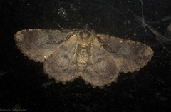Paradromulia ambigua