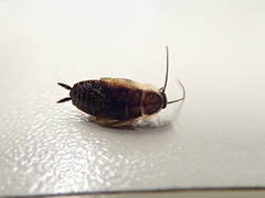 Ectobius sylvestris