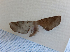 Parepisparis multicolora