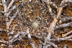 Charadrius sanctaehelenae