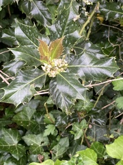 Osmanthus heterophyllus