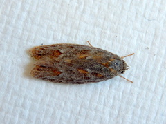 Phylomictis sarcinopa