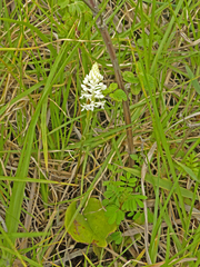 Cranichis ciliata