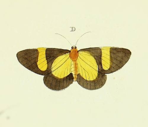 Celerena perithea · iNaturalist