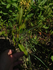 Rumex altissimus