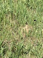 Calopteryx splendens
