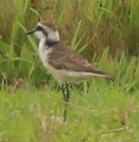 Charadrius sanctaehelenae