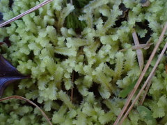 Cryptolophocolea mitteniana