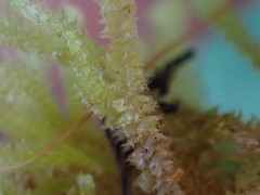 Cryptolophocolea mitteniana