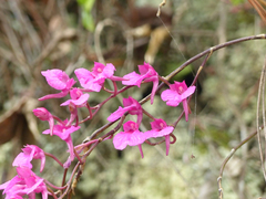 Comparettia falcata