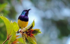 Variable Sunbird photo 4