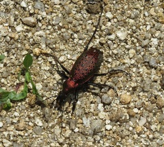 Carabus smaragdinus