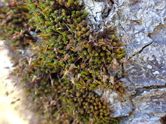 Macromitrium longipes