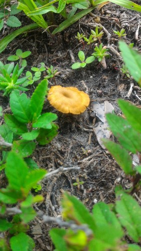 Craterellus tubaeformis image