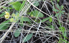 Potentilla humifusa