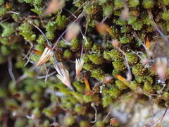Macromitrium longipes