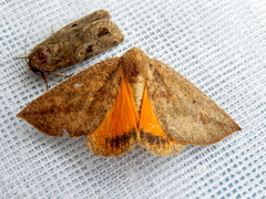 Mnesampela heliochrysa