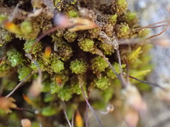 Macromitrium longipes