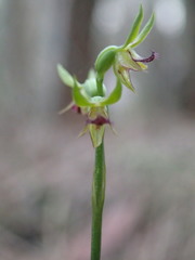 Genoplesium ciliatum