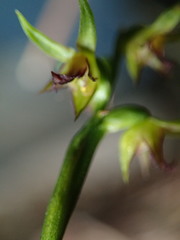 Genoplesium ciliatum