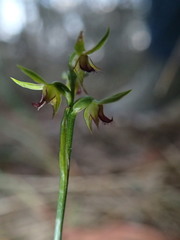Genoplesium ciliatum