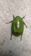 Anomala albopilosa