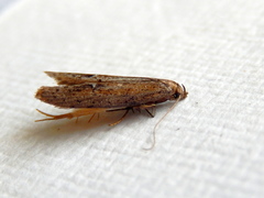 Ioptera