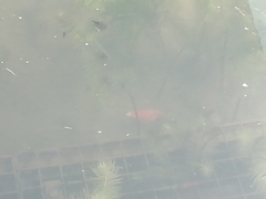 Cyprinus rubrofuscus