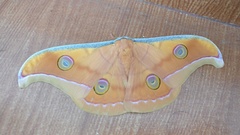 Antheraea paphia