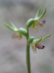 Genoplesium ciliatum