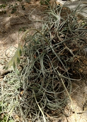 Tillandsia baileyi