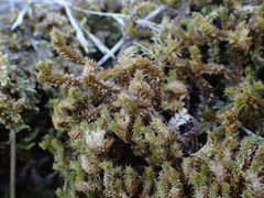 Chandonanthus squarrosus