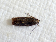 Ardozyga anthracina
