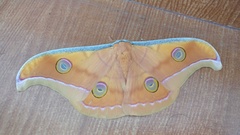 Antheraea paphia
