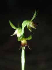 Genoplesium ciliatum