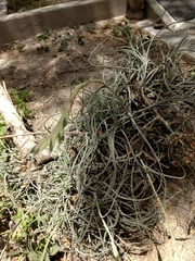Tillandsia baileyi