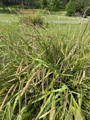 Carex pendula