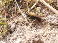 Andrena clarkella