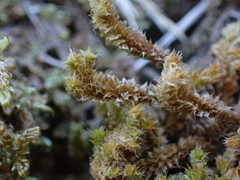 Chandonanthus squarrosus