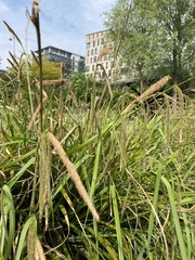 Carex pendula