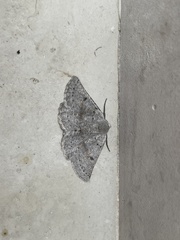 Dyscia crassipunctaria