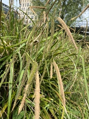 Carex pendula