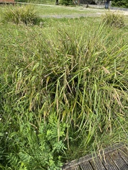 Carex pendula
