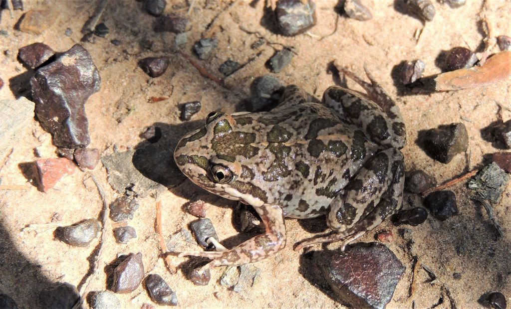 Spotted Grass Frog from Gurulmundi QLD 4415, Australia on April 29 ...