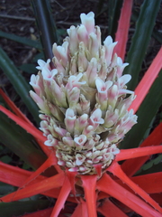 Bromelia balansae