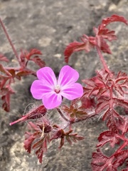 Geranium robertianum